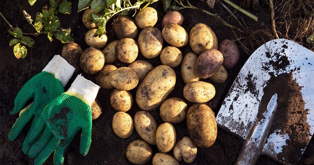 Секреты успешной уборки картофеля: когда и как правильно собирать урожай