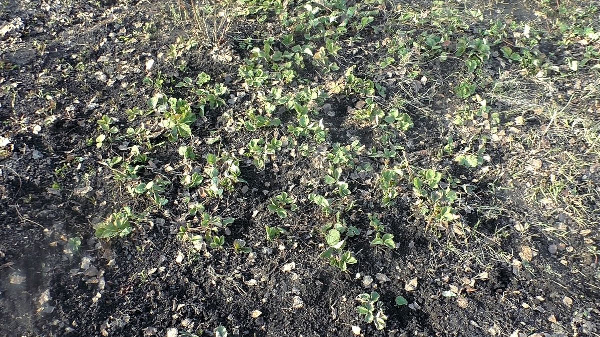 ��� ��������� ���������� �������� ������ ��� ������������� ������