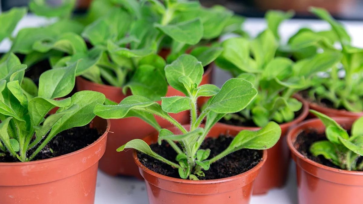 Календарь сева цветов для рассады: Ориентир на 2026 год