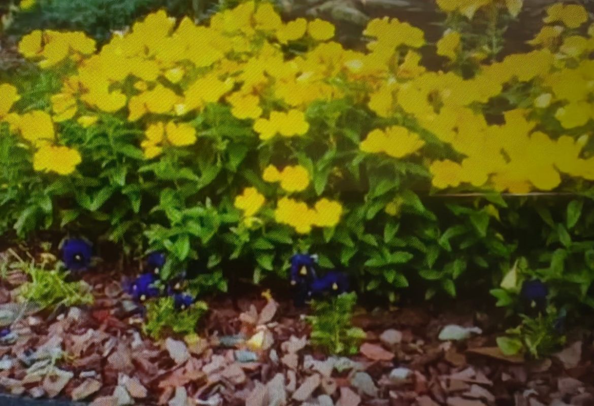 Августовский дизайн клумбы: создайте гармонию за считанные минуты