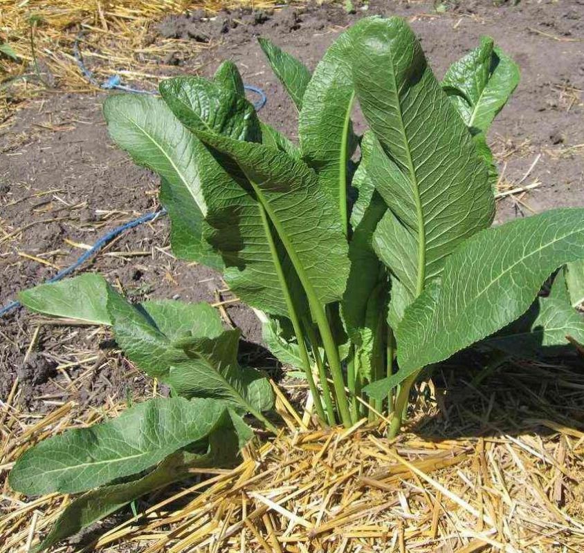 Хрен на вашем столе: секреты успешного выращивания на даче