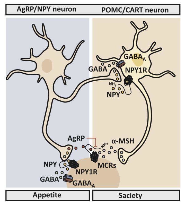 Как работает аппетит: тайны нейронов и гормонов