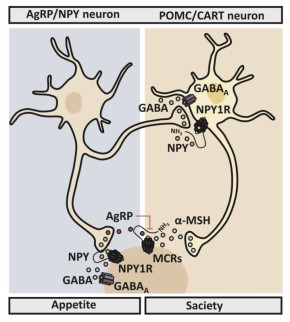 Как работает аппетит: тайны нейронов и гормонов