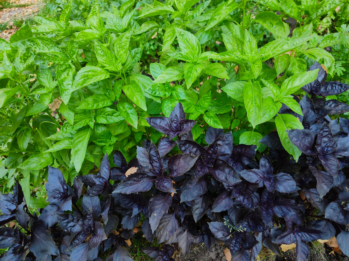 Меню на четыре дня в деревне (обеды в беседке)