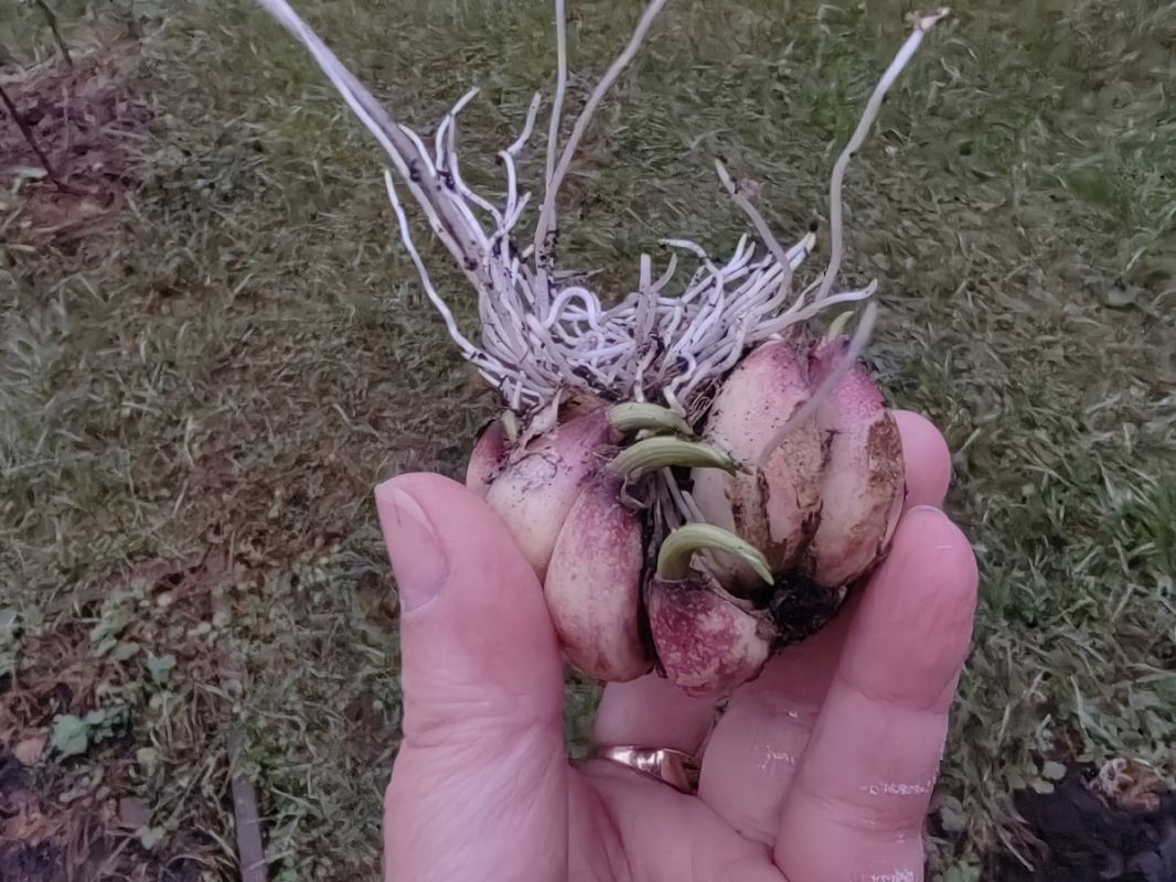 Садоводство перед зимой: как справиться с незавершенными делами