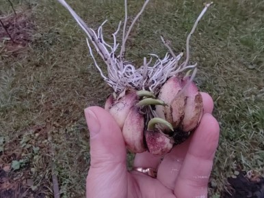 Садоводство перед зимой: как справиться с незавершенными делами