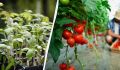 Когда и как правильно сеять помидоры для теплицы в 2025 году