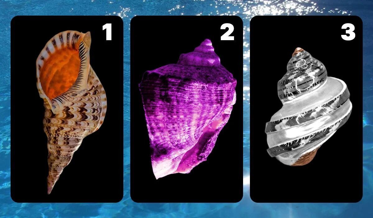 Тест на уровень стресса: какая ракушка откроет ваши тревоги?