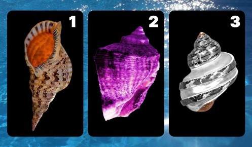 Тест на уровень стресса: какая ракушка откроет ваши тревоги?