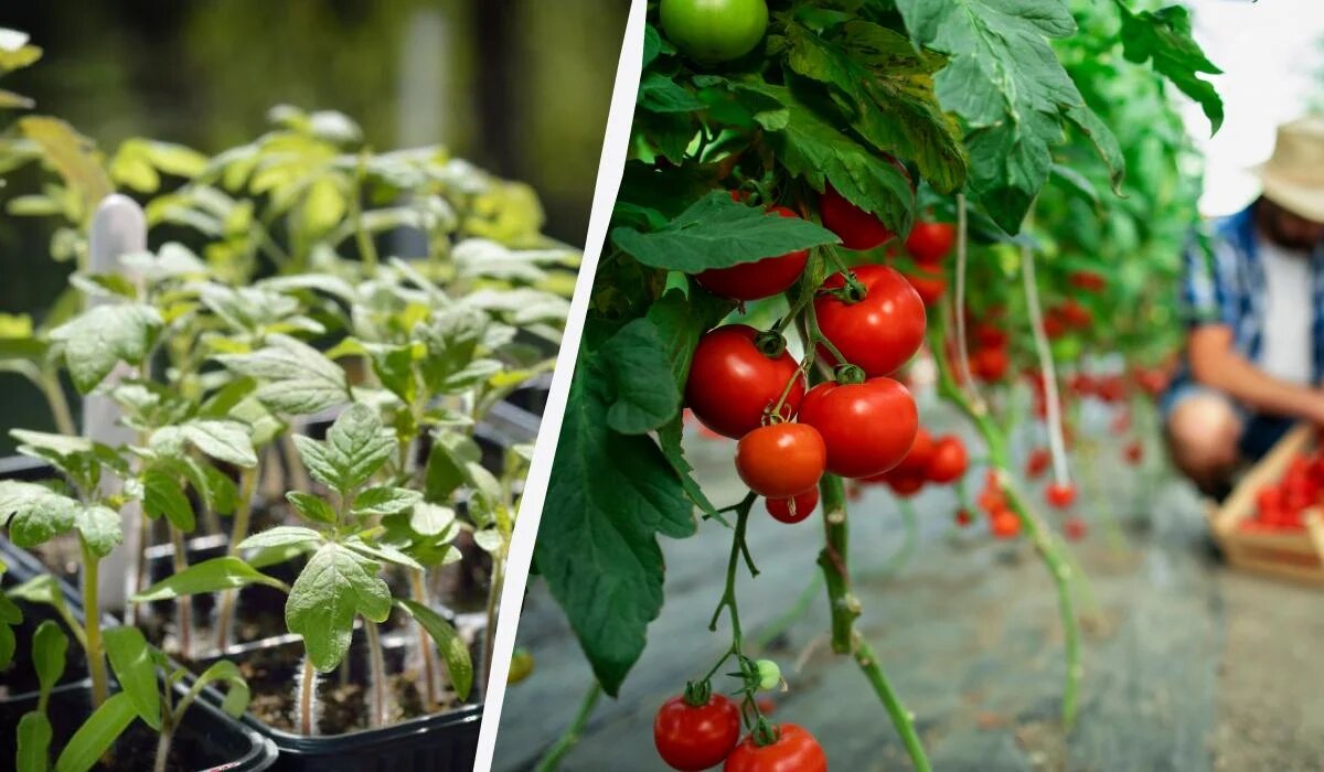 Когда и как правильно сеять помидоры для теплицы в 2025 году