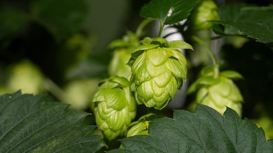 ������� ��������� ������ �� ����������� ����� ��� ����� �������