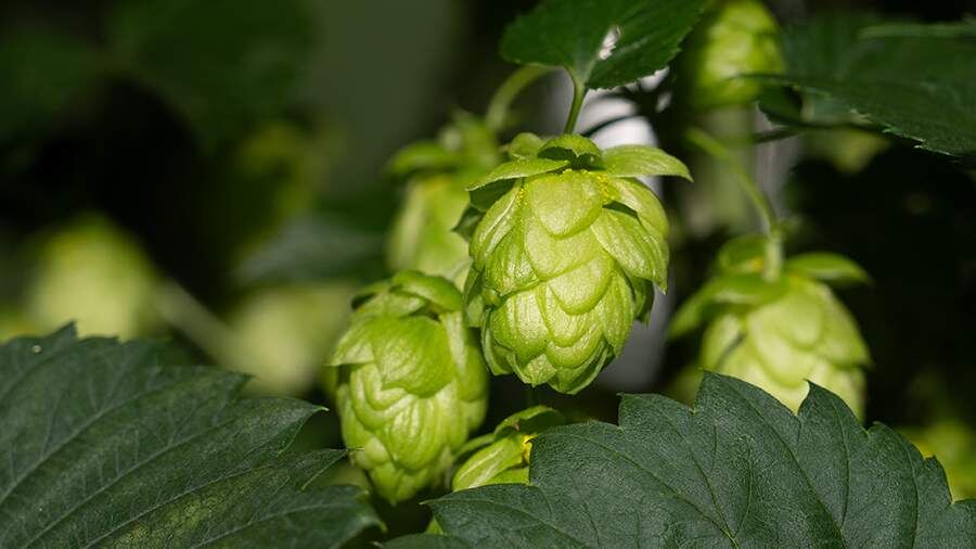 Балтика запускает проект по выращиванию хмеля под своим брендом