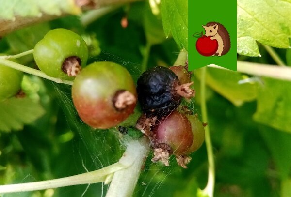 Как сохранить урожай смородины: борьба с вредителями в разгар сезона