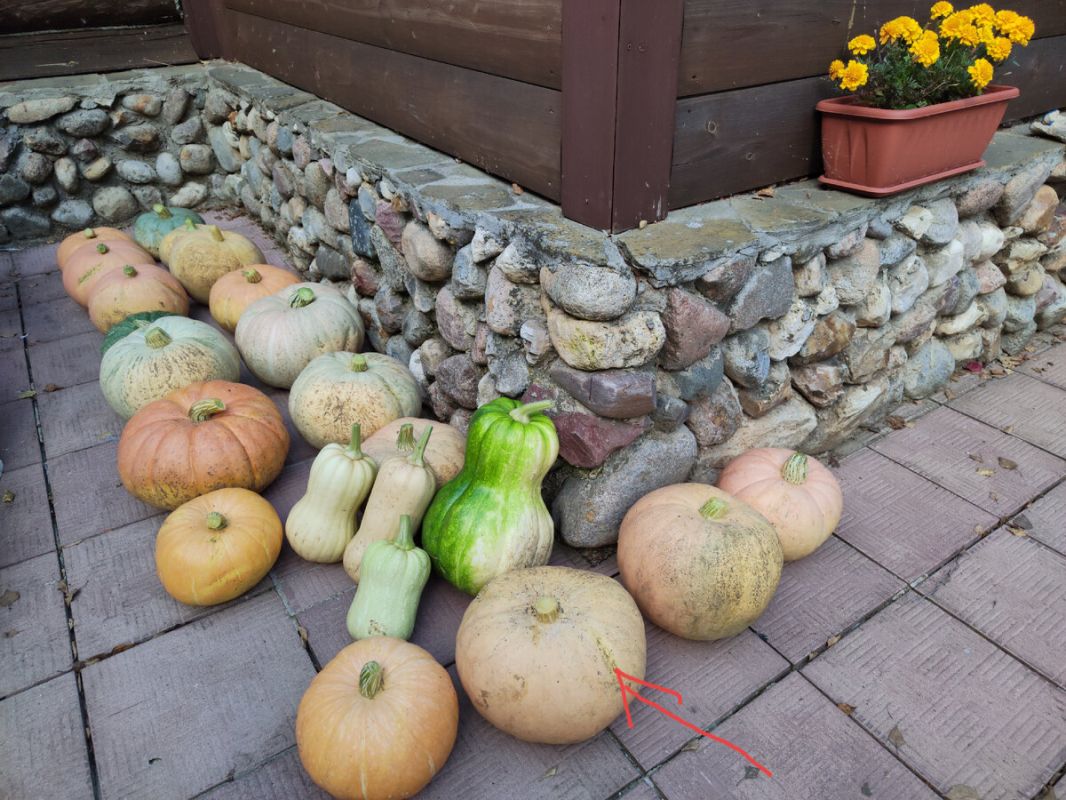 Наслаждение на тарелке: кулинарные изыски с тыквой и форелью