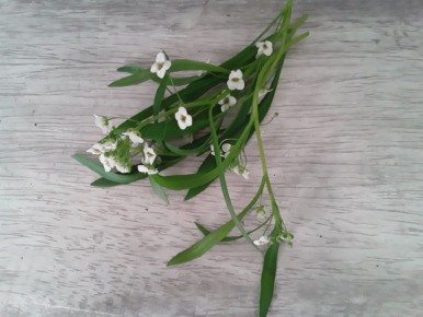 ������������ ��������: ������� ���� � ������