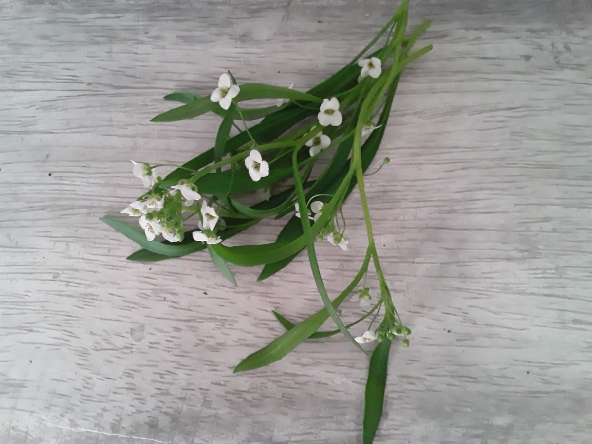 Черенкование алиссума: простые шаги к успеху