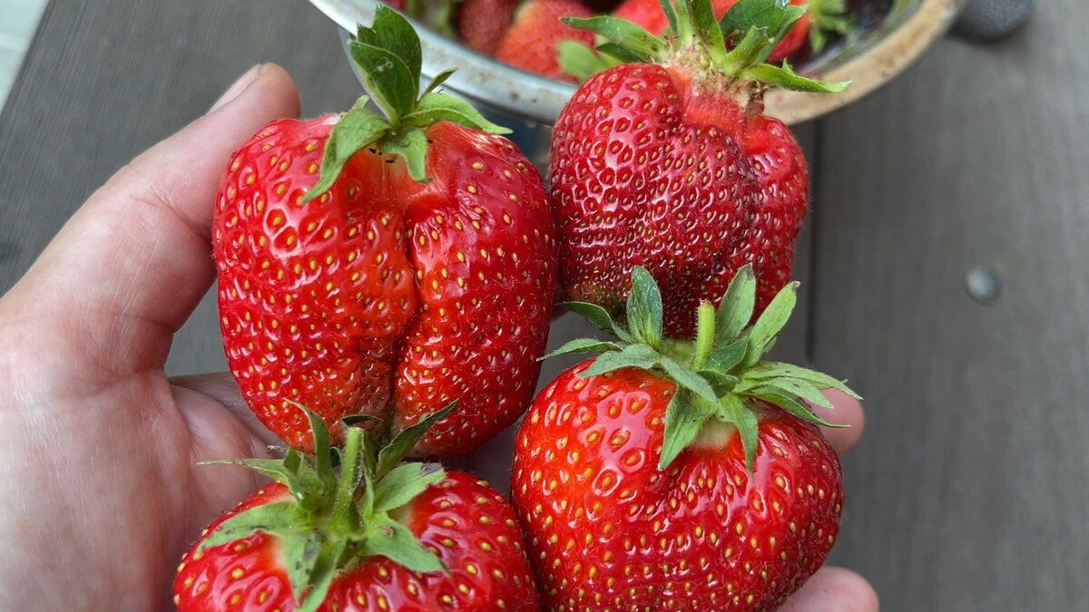 Как вырастить идеальную клубнику: секреты здоровья и богатого урожая