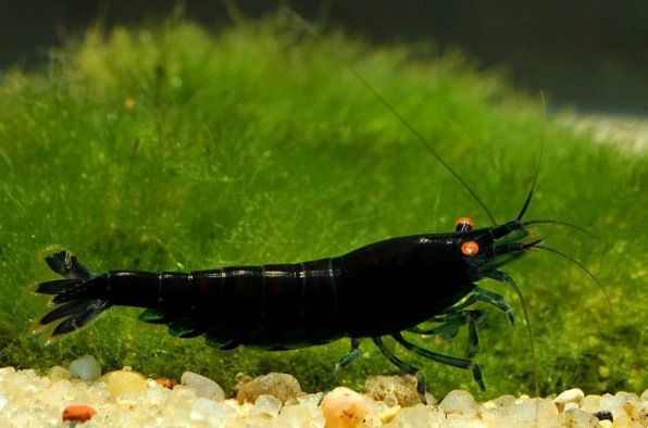 ������ �������� ��������: ������� ���������� � �����