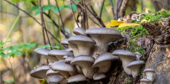 Вёшенка: удивительный гриб, который ждет своего открытия