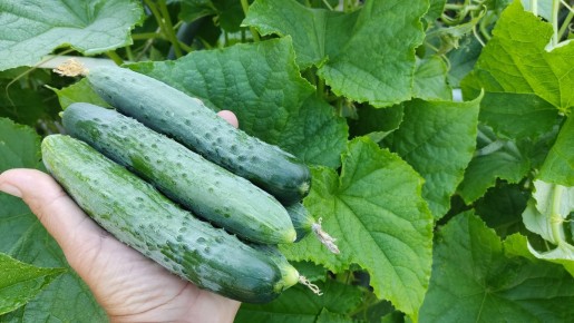 Как приготовить маринованные огурцы в 3-литровой банке: домашний рецепт на зиму