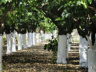 Летняя побелка деревьев: мифы и реальность