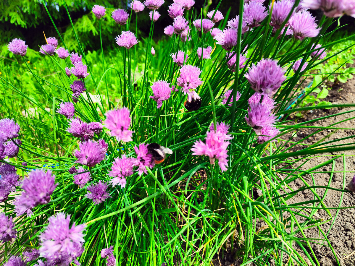 Кулинарные хроники на природе: лимонад из ревеня и аппетитные блюда