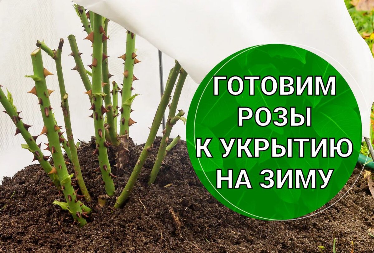 Как правильно укрыть розы на зиму: полезные советы и рекомендации