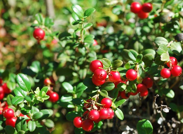 �������� � ��������� ����� � ������� �������