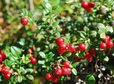 Брусника — маленькая ягода с большой пользой