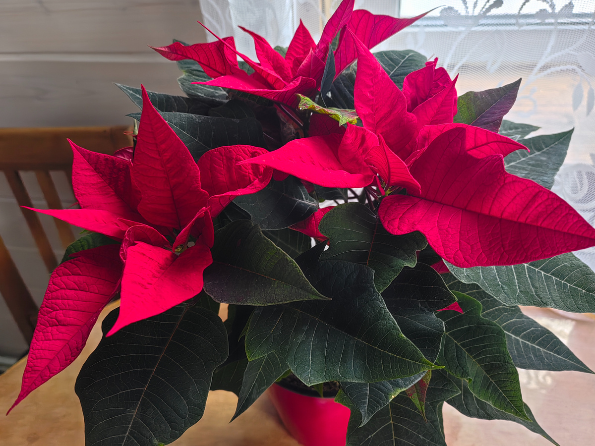 Пуансеттия: как вырастить рождественскую звезду заново или купить новую?