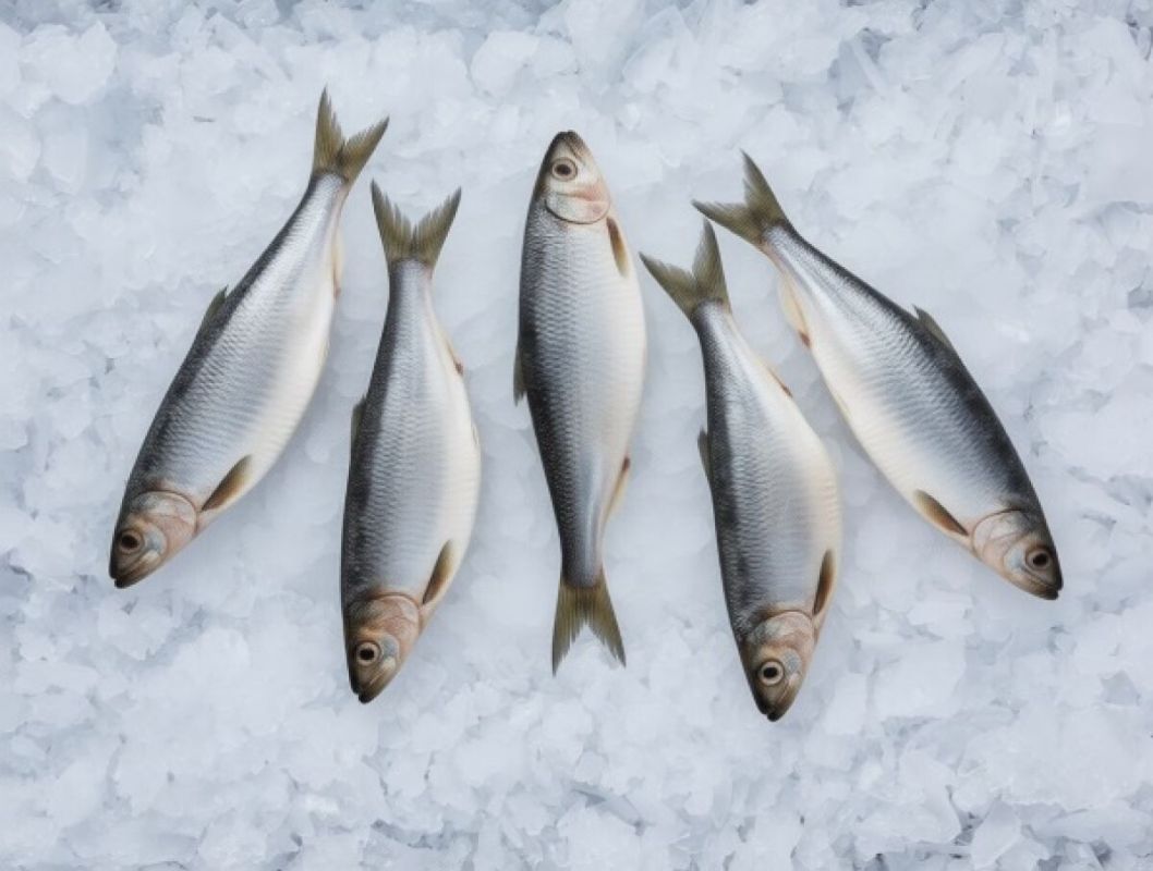 Импорт рыбы из Чили в Россию увеличился на 28%
