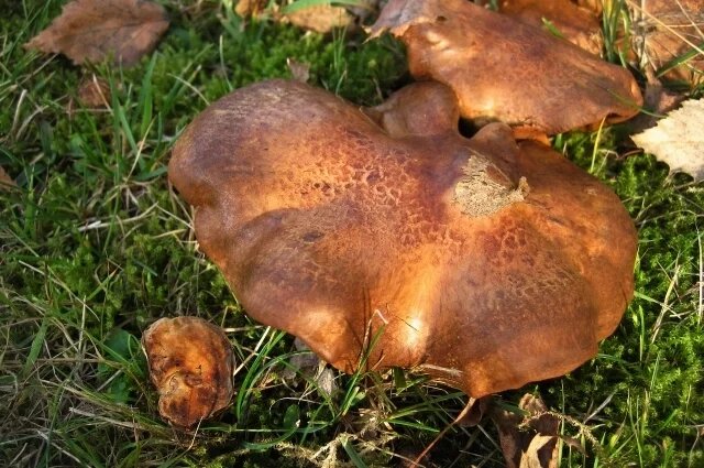 Свинушка: как распознать ядовитый гриб и не попасть в беду