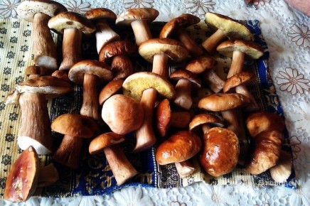 Грибной сезон в Нижегородской области продолжается даже в декабре