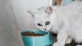 Почему кошки привередливы в еде: мнение экспертов Cats Protection