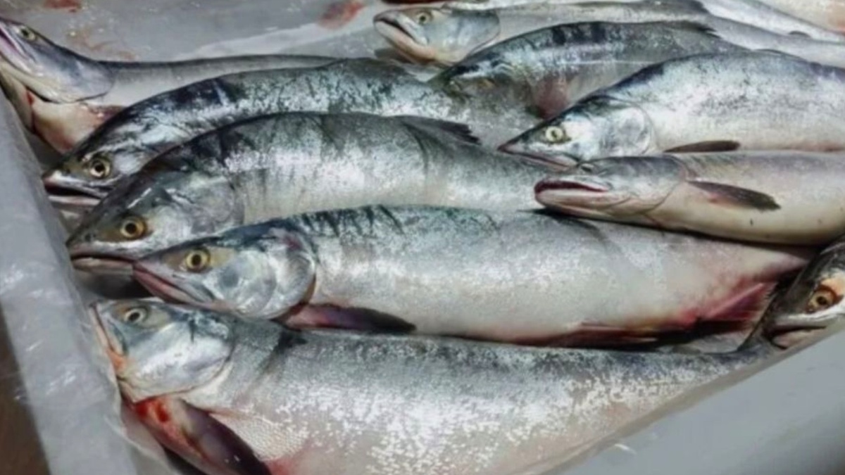 Что делать с рыхлой горбушей: 5 кулинарных идей