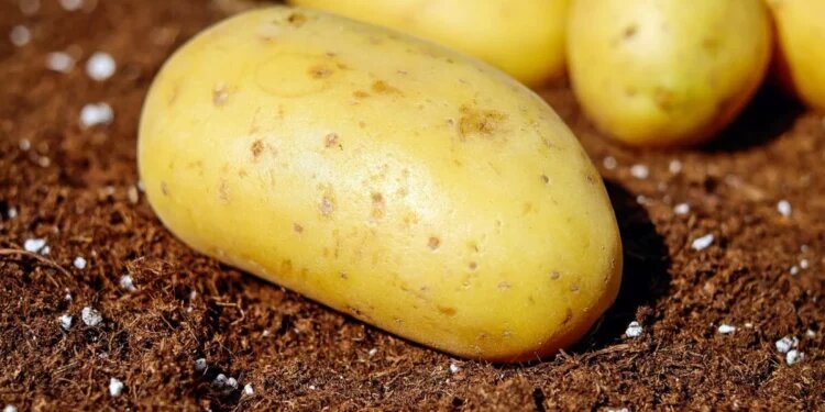 Правительство Казахстана готово ограничить экспорт картофеля для защиты внутреннего рынка