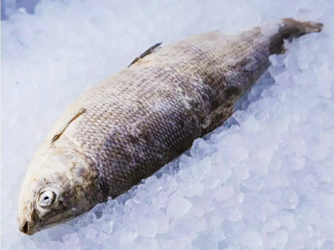 ���������� ������� ��������������� ���������: ����� �� ������� ��� ������