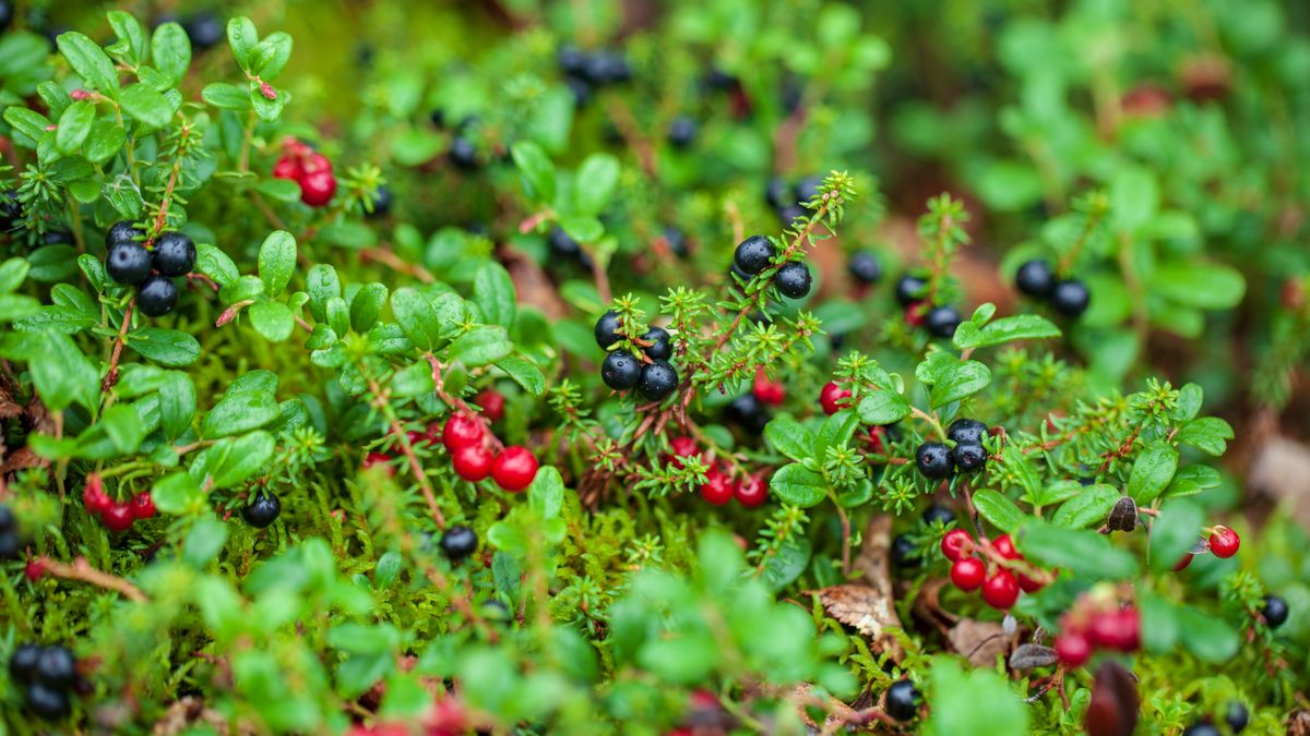 ����� ������: ����, ������� ������������ �������