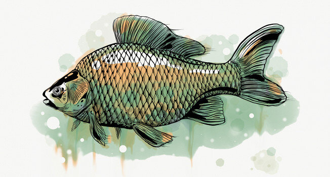 15 популярных видов русской рыбы и их секреты