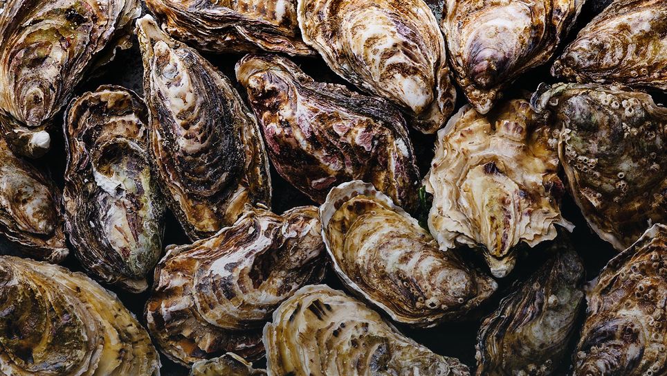 ��������������� ������� �����: �� �������� �� ��������