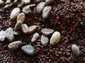 Какао-бобы подешевели: цены впервые ниже 4 тысяч долларов за тонну