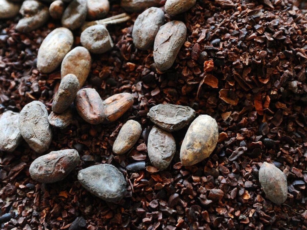 Какао-бобы подешевели: цены впервые ниже 4 тысяч долларов за тонну