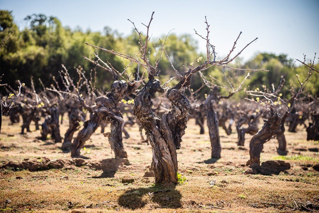 Secano Interior: ���������� � ����� ��������� ����