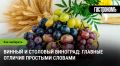 Винный и столовый виноград: основные различия