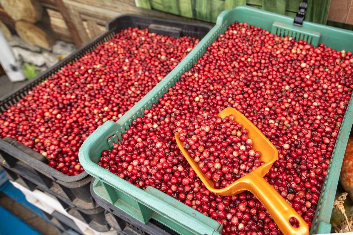 ��� ����� ����� � �������� ������ � ���� � ��������