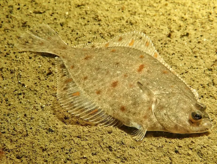 �������: ������������ ��� ������� ������� ����