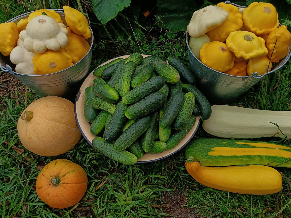 Секреты осеннего урожая: как улучшить свое меню и сэкономить