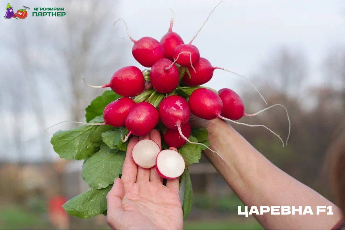 ��� ��������� ������ ����� � ����������: ������� ������