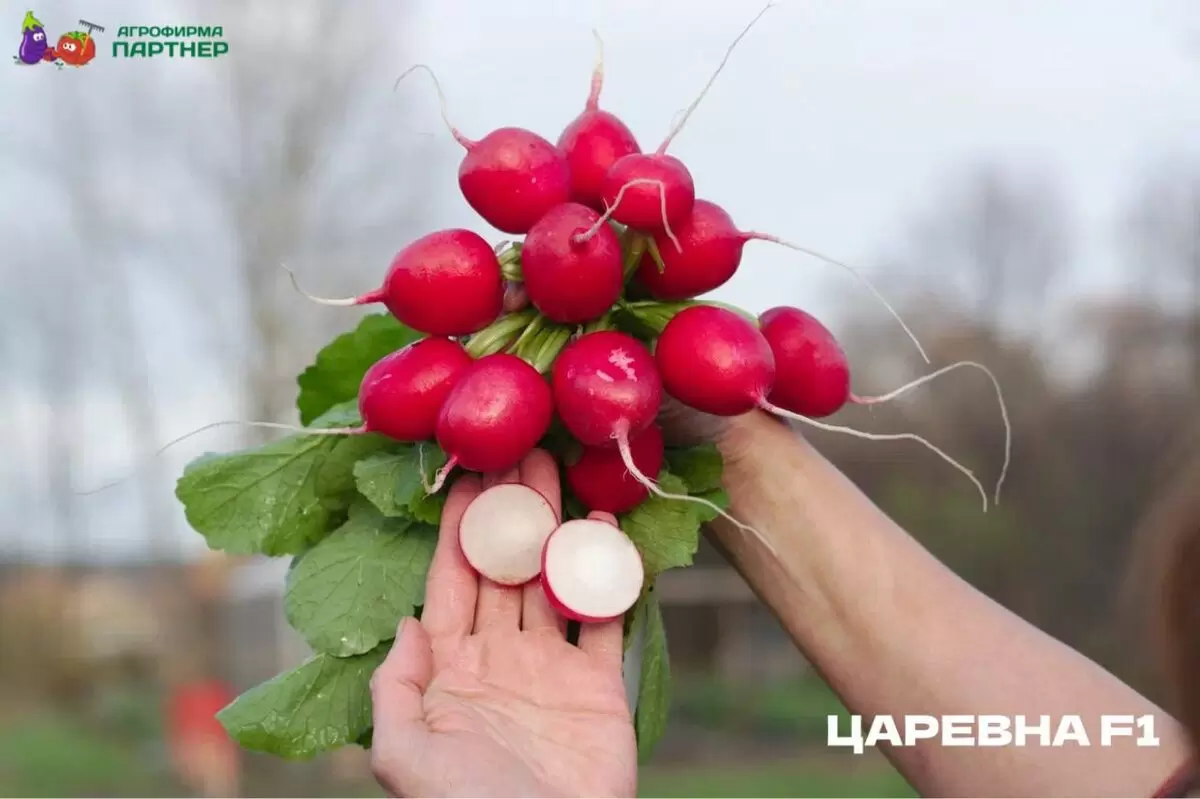 Как вырастить свежий редис к праздникам: простые советы