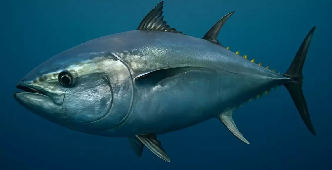 Как голубой тунец преодолевает токсичность ртути и что это значит для нас